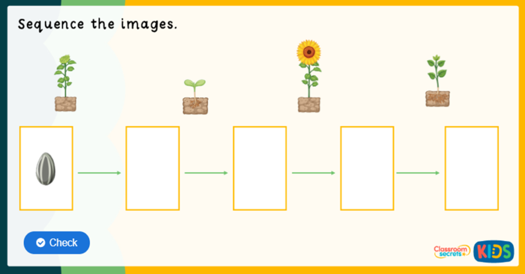 Reception Life Cycle of a Sunflower